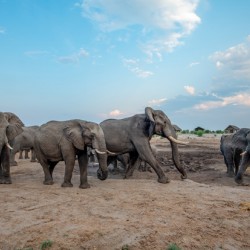 Elephant Rumble - Elephant Sands Botswana