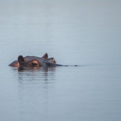 Submerged Hippo - Chobe National Park Botswana