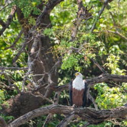 African Fish Eagle Perching - Chobe National Park Botswana
