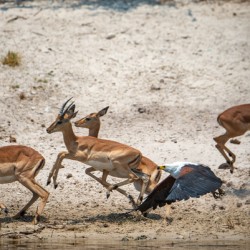 Impala Chaos - Chobe National Park Botswana