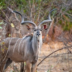 Regal Kudu - South Luangwa National Park Zambia
