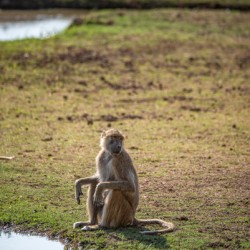 Baboon Reflections - South Luangwa National Park Zambia