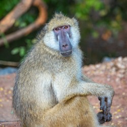 Baboon - South Luangwa National Park Zambia