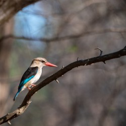 Brown Hooded Kingfisher - South Luangwa National Park Zambia