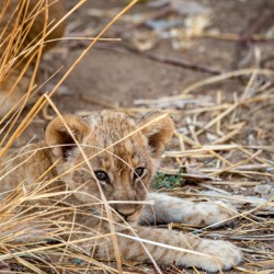 Deadly Lion Cub - South Luangwa National Park Zambia