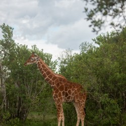 Reticulated Giraffe - Ol Pejeta Conservancy Kenya