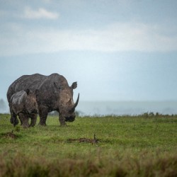 Black Rhino Mother and Baby 2 - Ol Pejeta Conservancy Kenya