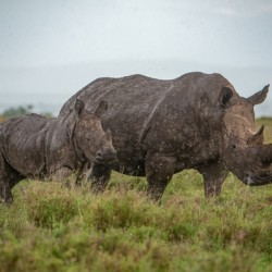 Black Rhino Mother and Baby - Ol Pejeta Conservancy Kenya