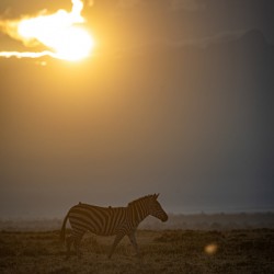 Zebra Sunrise - Ol Pejeta Conservancy Kenya