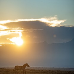 Zebra Sunrise 2 - Ol Pejeta Conservancy Kenya