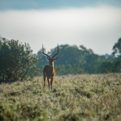 Impala - Khwai Community Trust Botswana