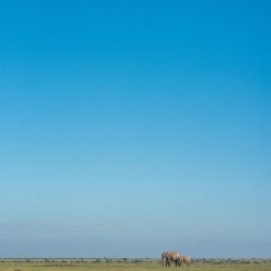 Elephants in a Meadow - Ol Pejeta Community Trust Kenya