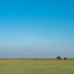 Elephants in a Meadow 2 - Ol Pejeta Conservancy Kenya