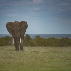 Elephant at Dusk - Ol Pejeta Conversvancy Kenya