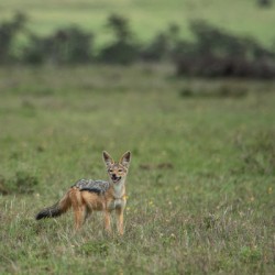 Smiling Jackal - Ol Pejeta Conservancy Kenya
