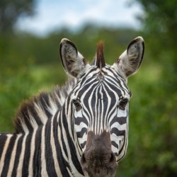 Zebra Face - Khwai Community Trust Botswana