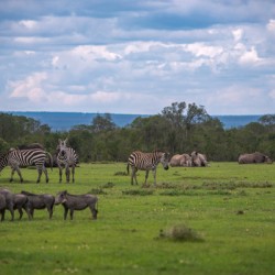 Animals Relaxing in the Savannah - Ol Pejeta Conservancy Kenya
