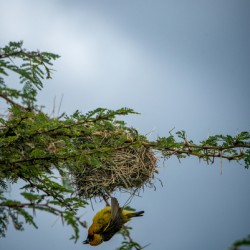 Southern Masked Weaver - Ol Pejeta Community Trust Kenya
