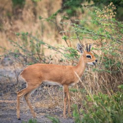 Dik Dik - Moremi National Park Botswana