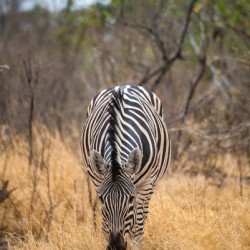 Zebra Snacking - Ol Pejeta Conservancy Kenya