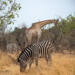 Herbivore Friends - Ol Pejeta Conservancy Kenya
