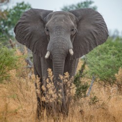 Elephant in the Grass - Moremi National Park Botswana