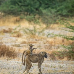 Baboon Baby and Mama - Moremi National Park Botswana