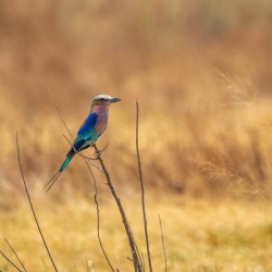 Lilac Breasted Roller - Central Kalahari Game Reserve Botswana