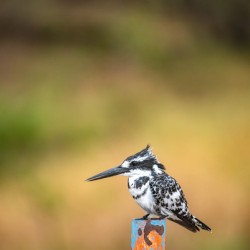 Pied Kingfisher 2 - Khwai Community Trust Botswana
