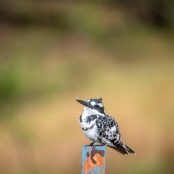 Pied Kingfisher - Khwai Community Trust Botswana