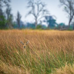 Reedbuck Hiding - Moremi National Park Botswana