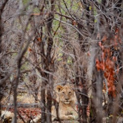 Teenage Lion - Khwai Community Trust Botswana