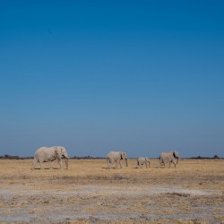 Elephant Journey - Nxai Pan National Park Botswana