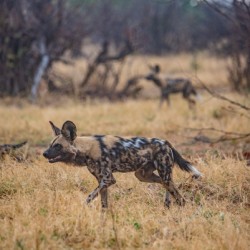 Wild Dogs on the Hunt - Khwai Community Trust Botswana