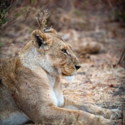 Relaxing Lion - Khwai Community Trust Botswana