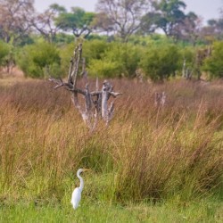 White Egret - Khwai Community Trust Botswana