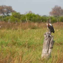 African Fish Eagle - Khwai Community Trust Botswana
