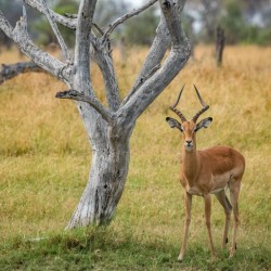 Cheeky Impala - Khwai Community Trust Botswana