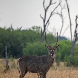 Cheeky Waterbuck - Khwai Community Trust Botswana