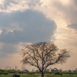 Elephants Snacking - Khwai Community Trust Botswana