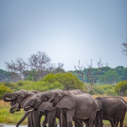 Elephant Water Break - Khwai Community Trust Botswana