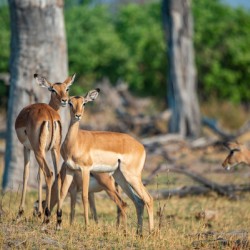 Impalas - Chobe National Park Botswana