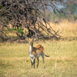 Red Lechwe - Khwai Community Trust Botswana