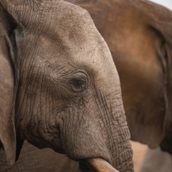 Elephant Profile - Elephant Sands Botswana