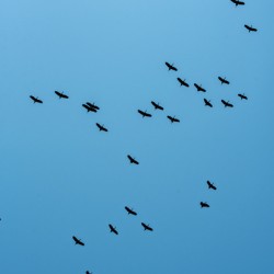A Flock Flying Above - Khwai Community Trust Botswana