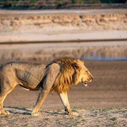 Lion in the Evening Light - South Luangwa National Park Zambia