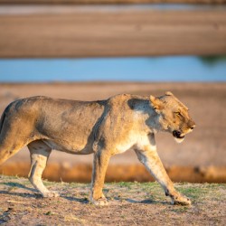 Lioness in the Evening Light - South Luangwa National Park Zambia
