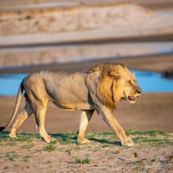 Lion in the Evening Light 2 - South Luangwa National Park Zambia