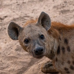 Curious Hyena - South Luangwa National Park Zambia