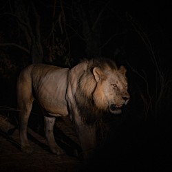 Lion in the Night - South Luangwa National Park Zambia